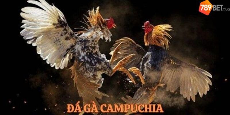 Tìm hiểu những thông tin cơ bản nhất về Đá gà Campuchia